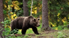 Бурий ведмідь